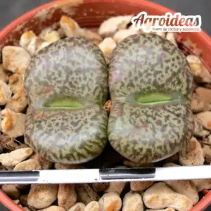 Conophytum obcordellum var. ceresianum