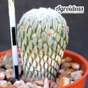 Pelecyphora aselliformis