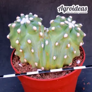Echinocereus cv. "Omega" Bicéfalo (Ex. Agroideas)
