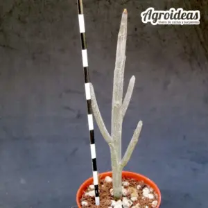 Euphorbia arbuscula var. montana "híbrida"