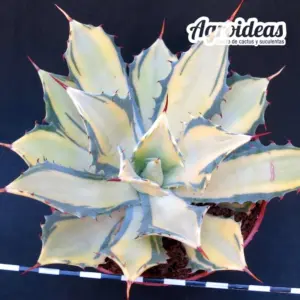 Agave parrasana "Raikou Nishiki" Ejemplar MØ-11cm