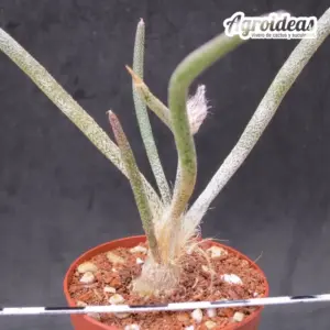 Digitostigma caput-medusae