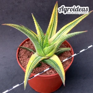 Haworthia limifolia "variegata" Ejemplar M-13 cm