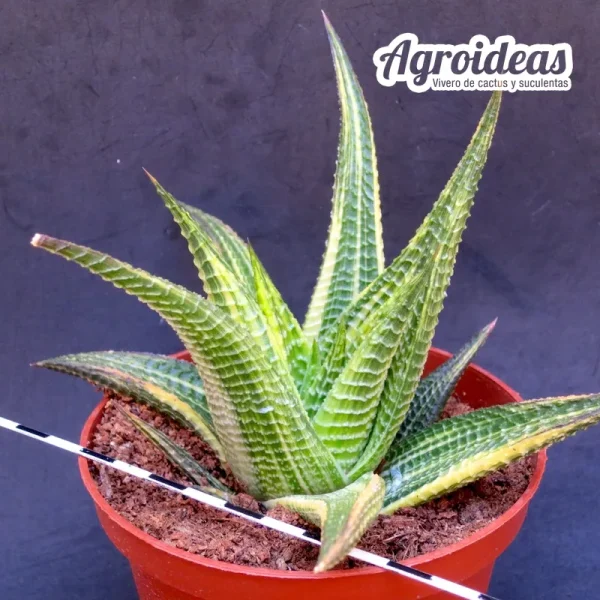 Haworthia limifolia "Variegata" Ejemplar - Imagen 2