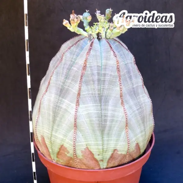 Euphorbia obesa "Hembra" Ejemplar 8 años - Imagen 2
