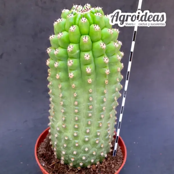 Trichocereus thelegonus "Noris" Gran Ejemplar - Imagen 2