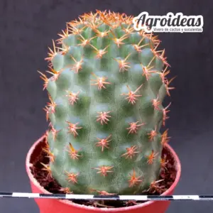 Pygmaeocereus bieblii var. kuehhasii "Gran Selección"