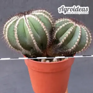 Uebelmannia pectinifera var. multicostata "bicéfala selección"