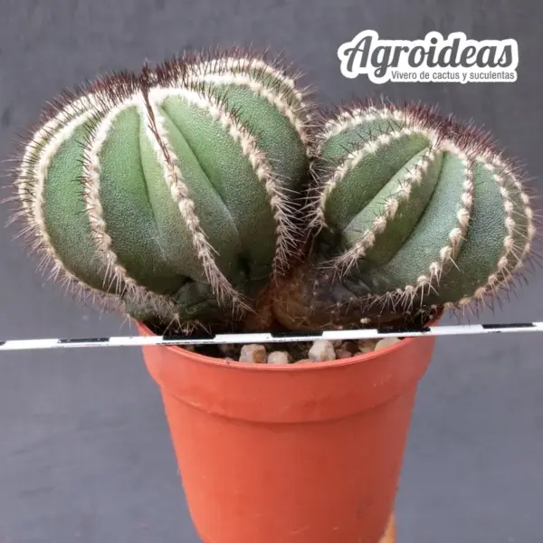 Uebelmannia pectinifera var. multicostata "bicéfala selección"