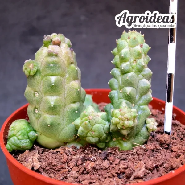 Echidnopsis uraiqatiana - Imagen 2