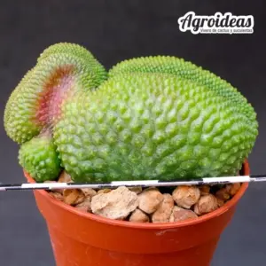 Rebutia krainziana fr. nuda "cristata"