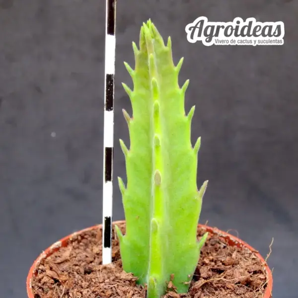 Stapelia gettliffei - Imagen 2