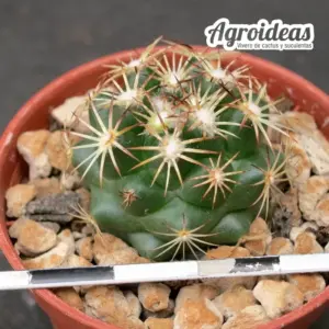 Coryphantha delicata "fr. Cedros, Zacatecas"