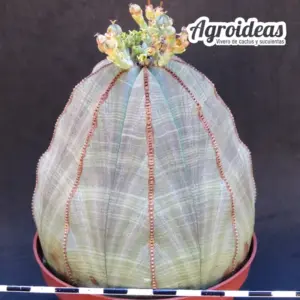 Euphorbia obesa "Hembra" Ejemplar 8 años