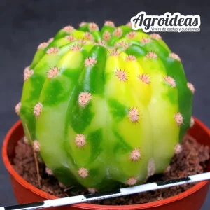 Trichocereus híbrido "variegata"