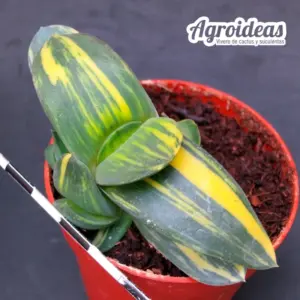 Gasteria híbrida "Variegata"