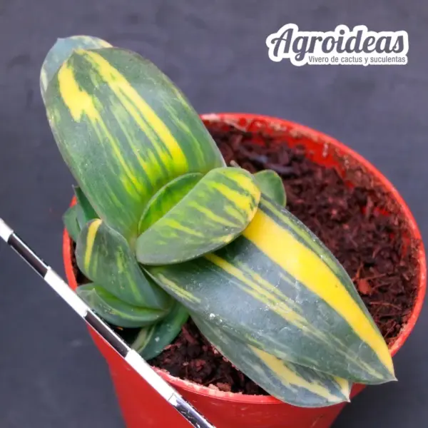 Gasteria híbrida "Variegata"