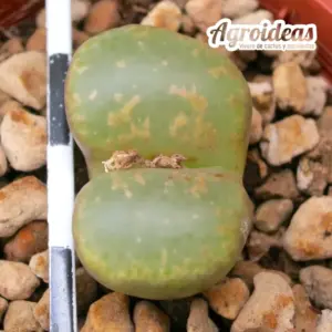 Conophytum pellucidum "Carolus Berg"