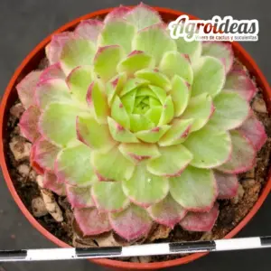 Sempervivum "Rosuitha"