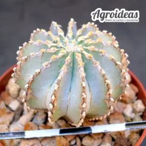 Geohintonia mexicana