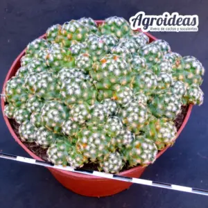 Mammillaria saboae v. saboae "Ejemplar"