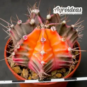 Gymnocalycium X mihanowichii "variegata"