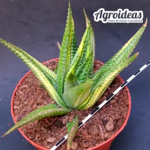 Haworthia limifolia "Variegata"