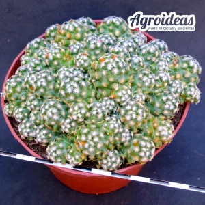 Mammillaria saboae ssp. haudeana "Ejemplar"