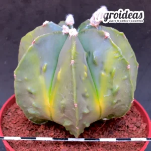 Astrophytum fukuryu & multicostatum "Selección" MØ- 11cm