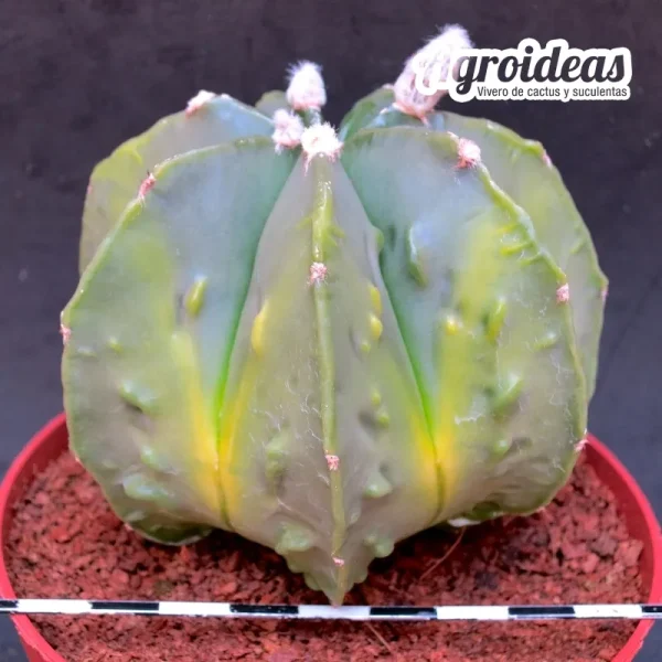 Astrophytum fukuryu & multicostatum "Selección" MØ- 11cm