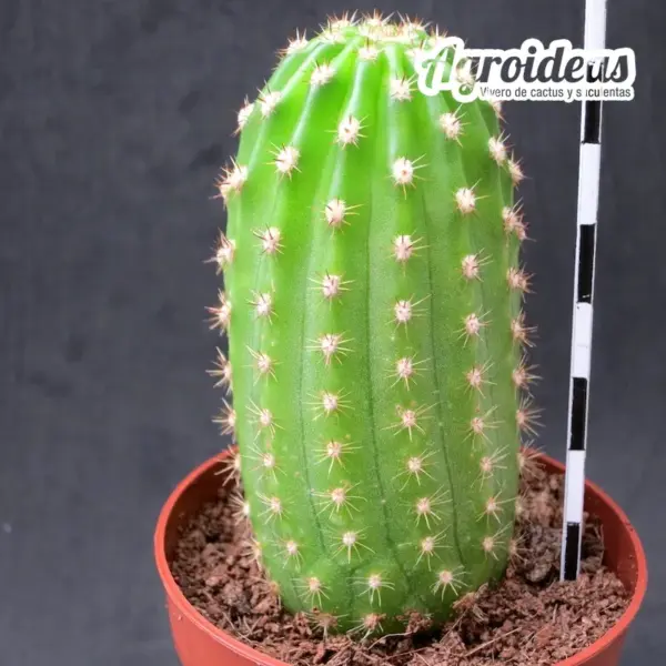 Trichocereus cv. "Super Apricot" - Imagen 2