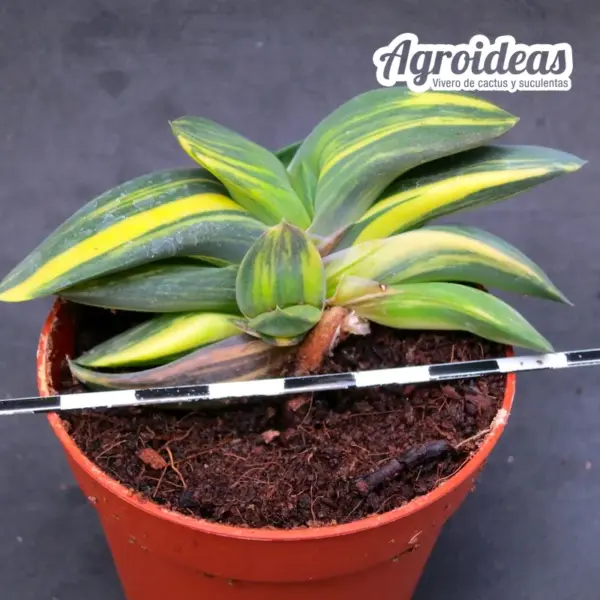 Gasteria híbrida "Variegata" - Imagen 2