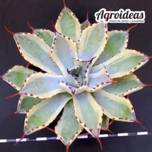 Agave cv. Kisshou-Kan Variegata "Ejemplar" MØ-11cm