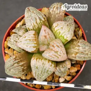 Haworthia picta "selección"