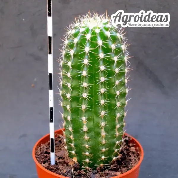 Chamaelobivia "Lincoln Stardust" - Imagen 2