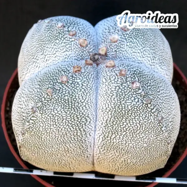 Astrophytum Onzuka "Quadricostatum" Ejemplar - Imagen 2