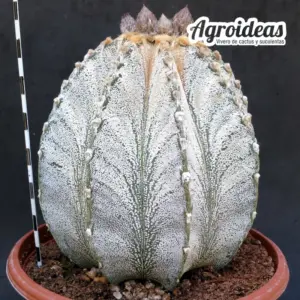 Astrophytum capricorne var. niveum "Gran ejemplar 6 años" TØ-17cm