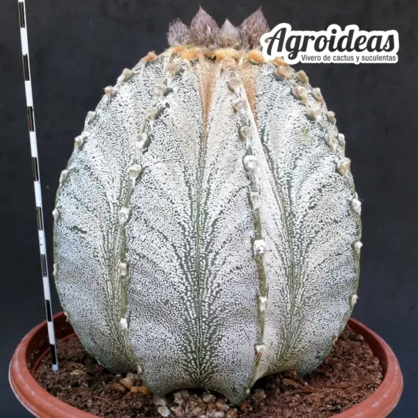 Astrophytum capricorne var. niveum "Gran ejemplar 6 años" TØ-17cm