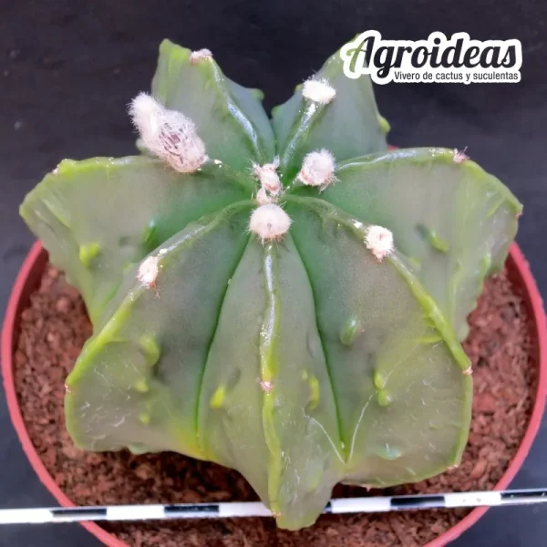 Astrophytum fukuryu & multicostatum "Selección" MØ- 11cm - Imagen 2