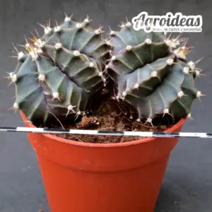 Gymnocalycium mihanowichii "bicéfalo"