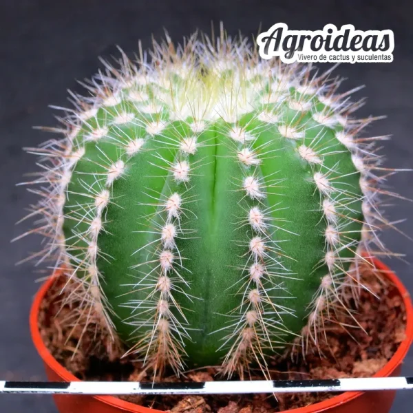 Parodia magnifica - Imagen 2
