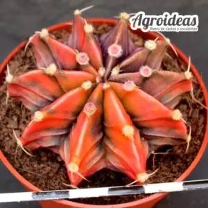 Gymnocalycium mihanowichii "Variegata"