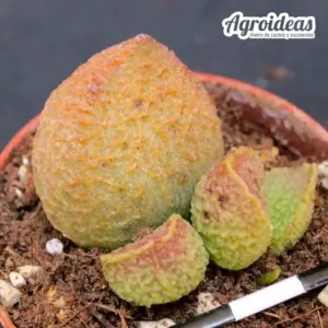 Adromischus "Pink Piggy"