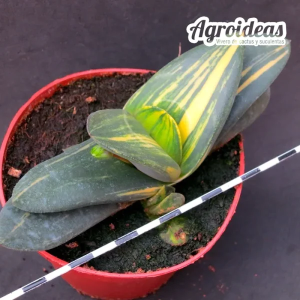 Gasteria X armstrongii "Variegata" - Imagen 2