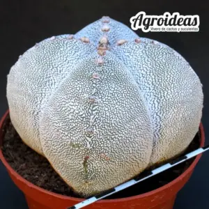 Astrophytum Onzuka "Quadricostatum" Ejemplar