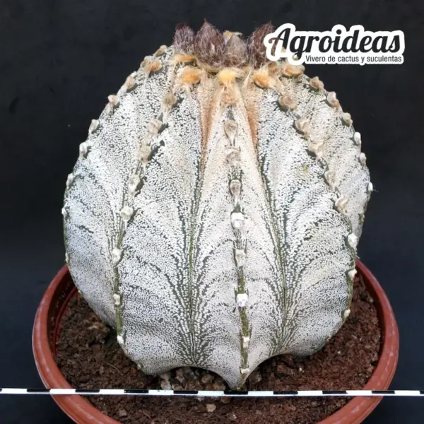 Astrophytum capricorne var. niveum "Gran ejemplar 6 años" TØ-17cm - Imagen 2