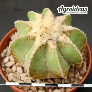 Aztekium hintonii "fr. Galeana" Ejemplar