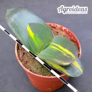 Gasteria híbrida "Variegata"