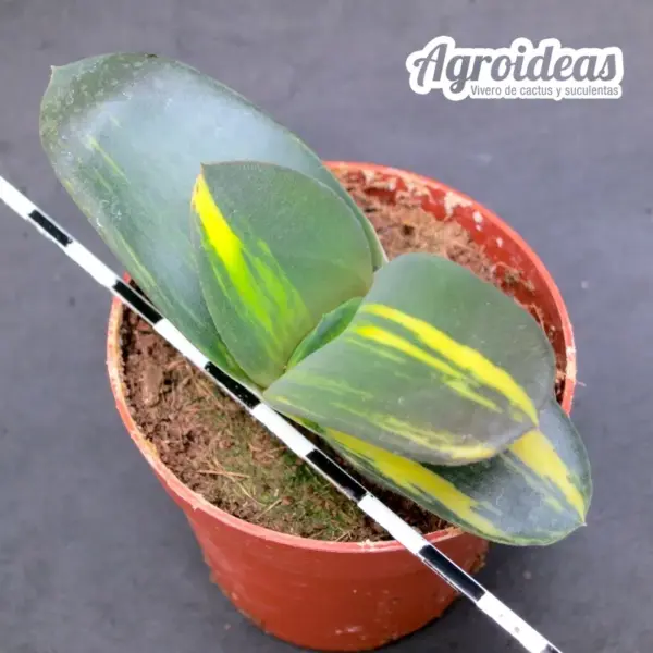 Gasteria híbrida "Variegata"