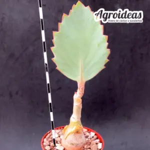 Cyphostemma juttae
